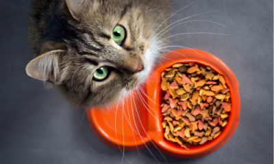 ИТАЛИАНСКА КОТЕШКА ХРАНА МИБА ПРО 2000 ГР /ЛИЛАВ/